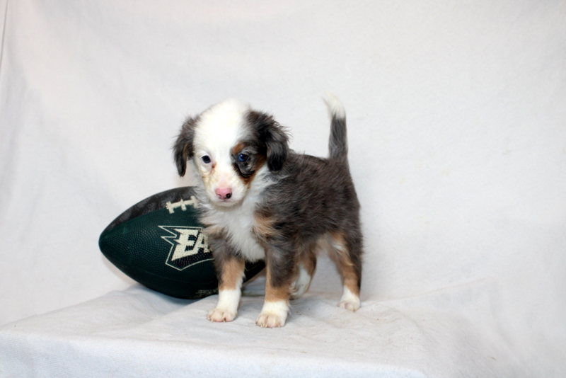 puppy, for, sale, Mini Bernedoodle F2, Matthew B. Stoltzfus, dog, breeder, Gap, PA, dog-breeder, puppy-for-sale, forsale, nearby, find, puppyfind, locator, puppylocator, aca